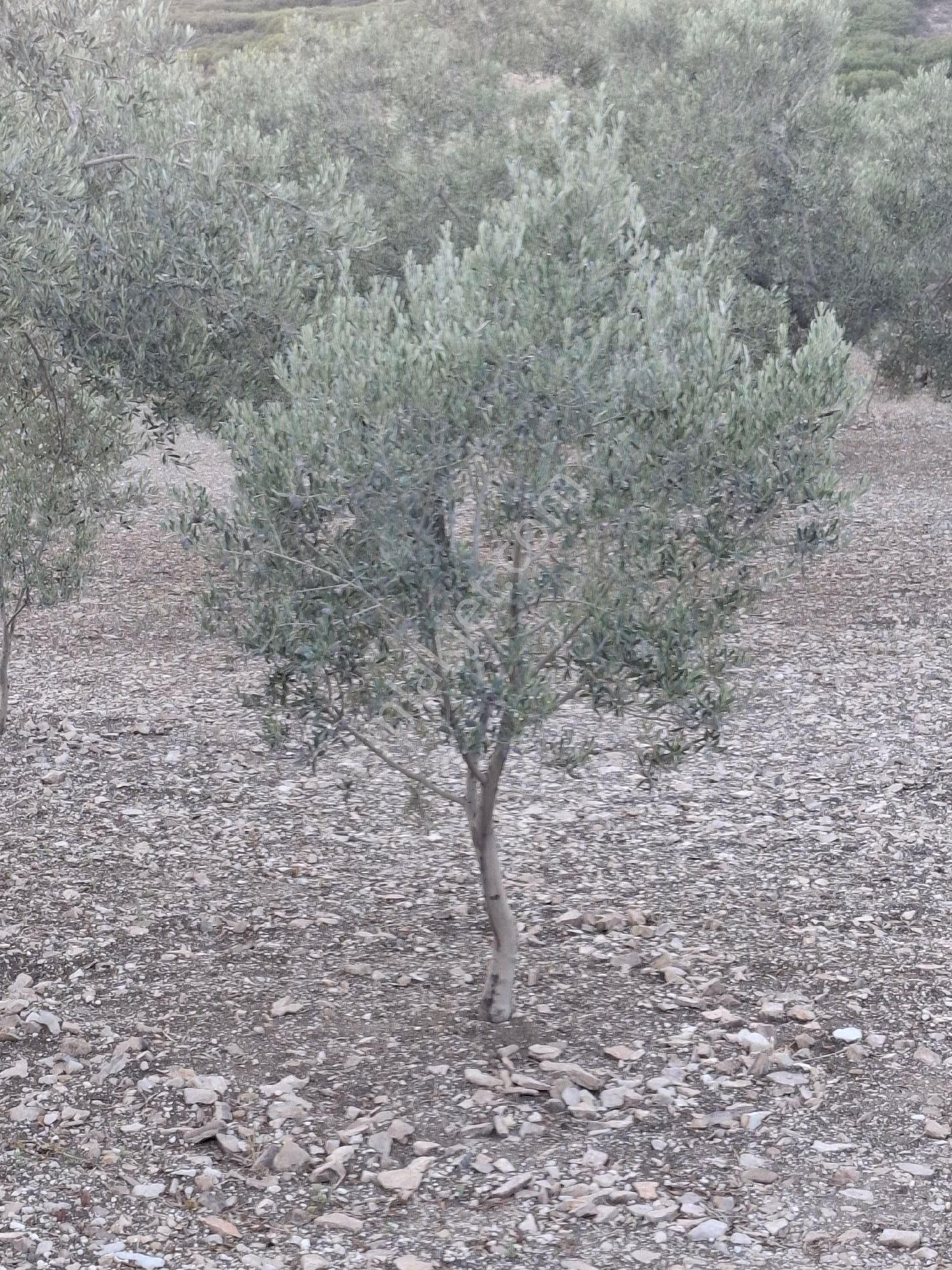 Foça Gerenköyde 1940 M2 Kupon Zeytinlik Acil Satılık - Görsel 8