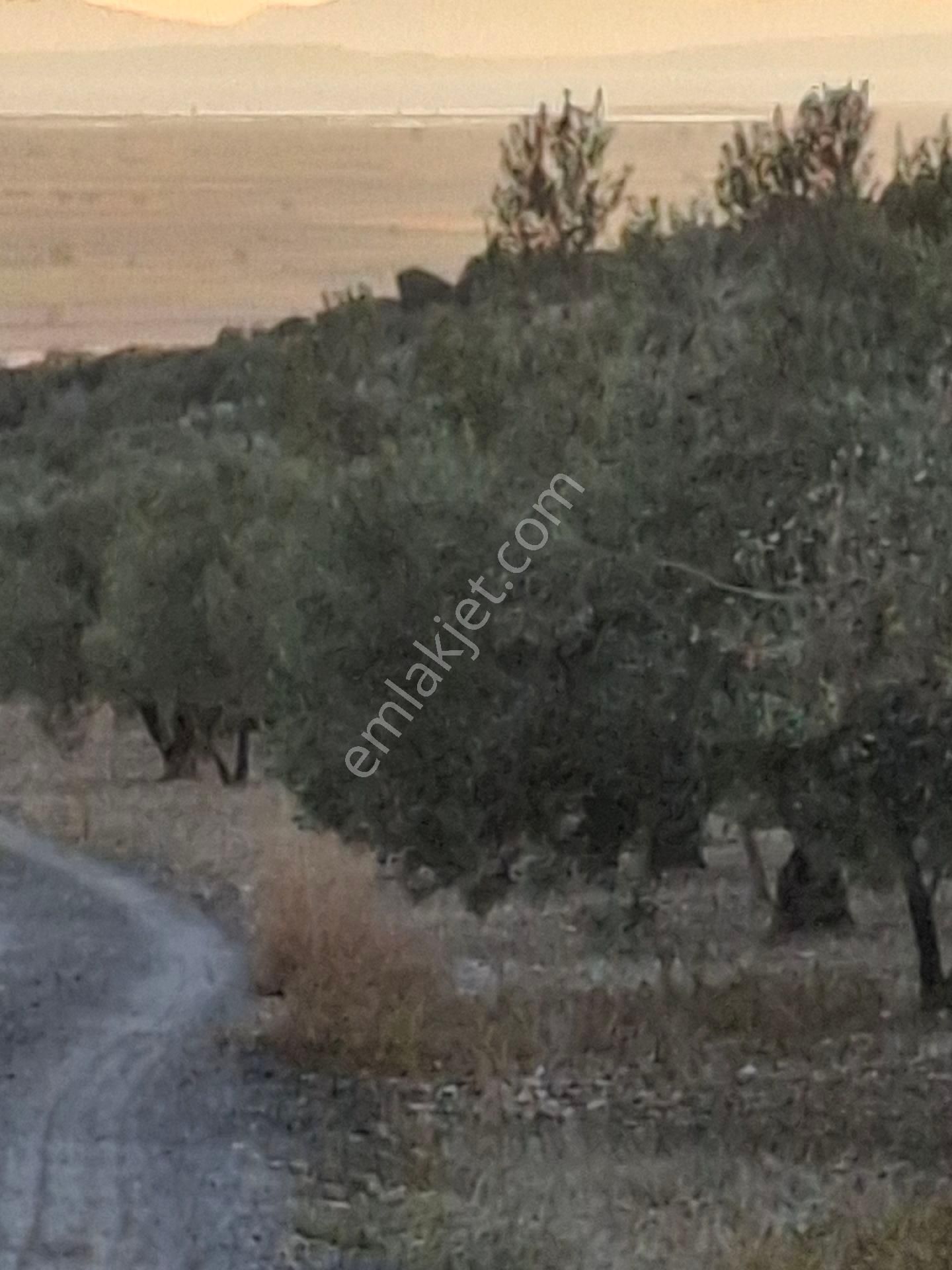 Foça Gerenköyde 1940 M2 Kupon Zeytinlik Acil Satılık - Görsel 2