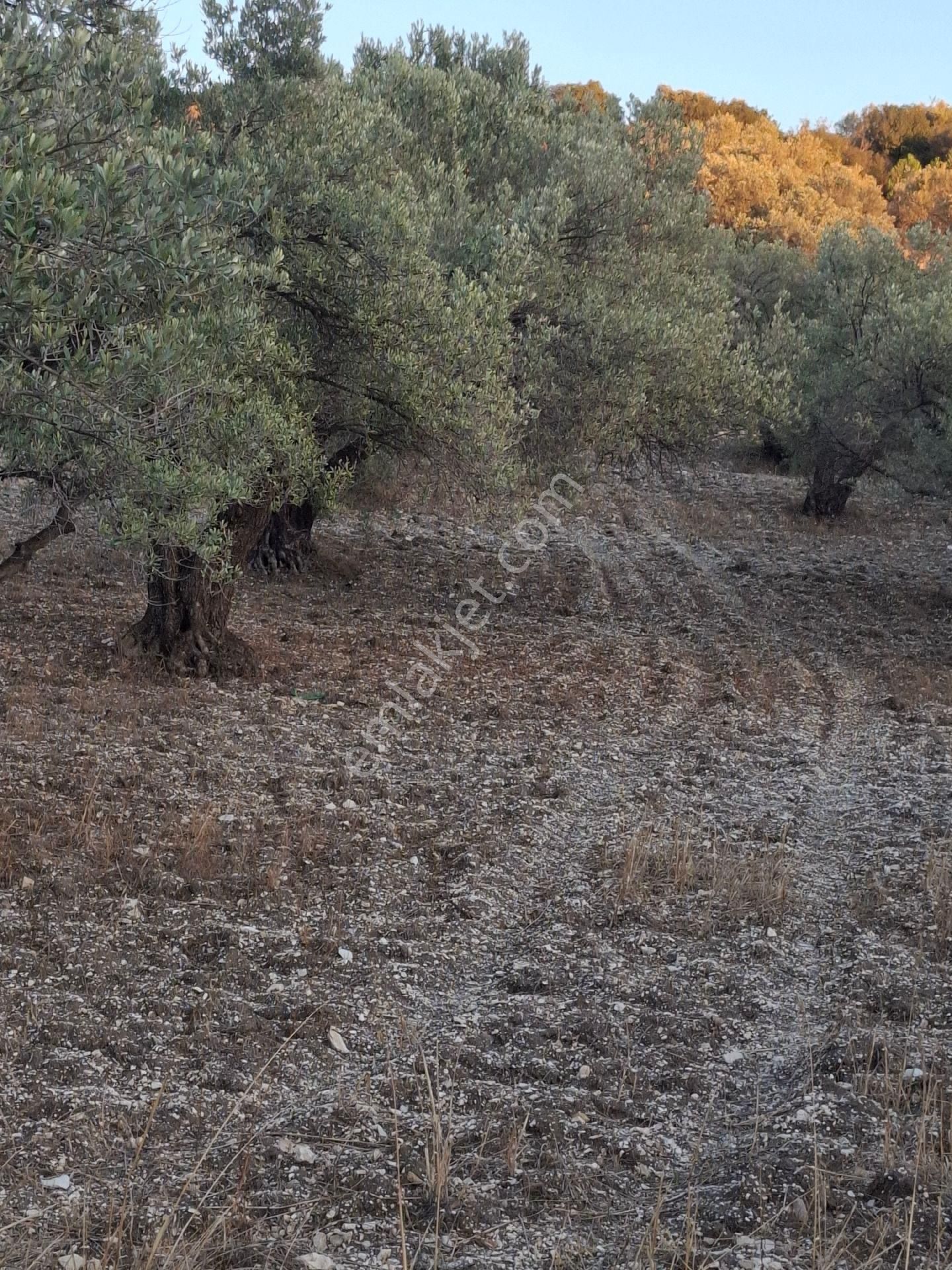 Foça Gerenköyde 1940 M2 Kupon Zeytinlik Acil Satılık - Görsel 6