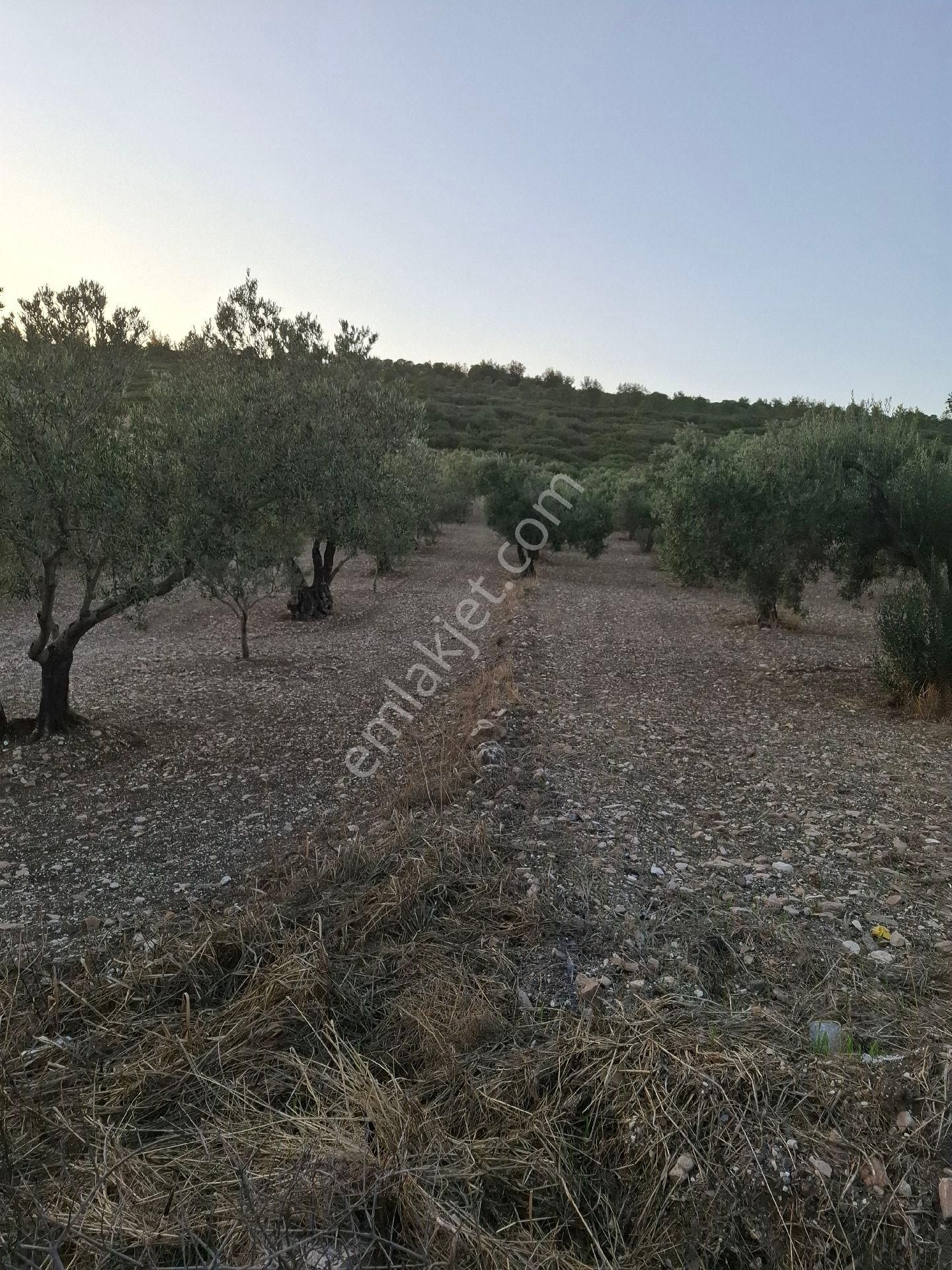 Foça Gerenköyde 1940 M2 Kupon Zeytinlik Acil Satılık - Görsel 19