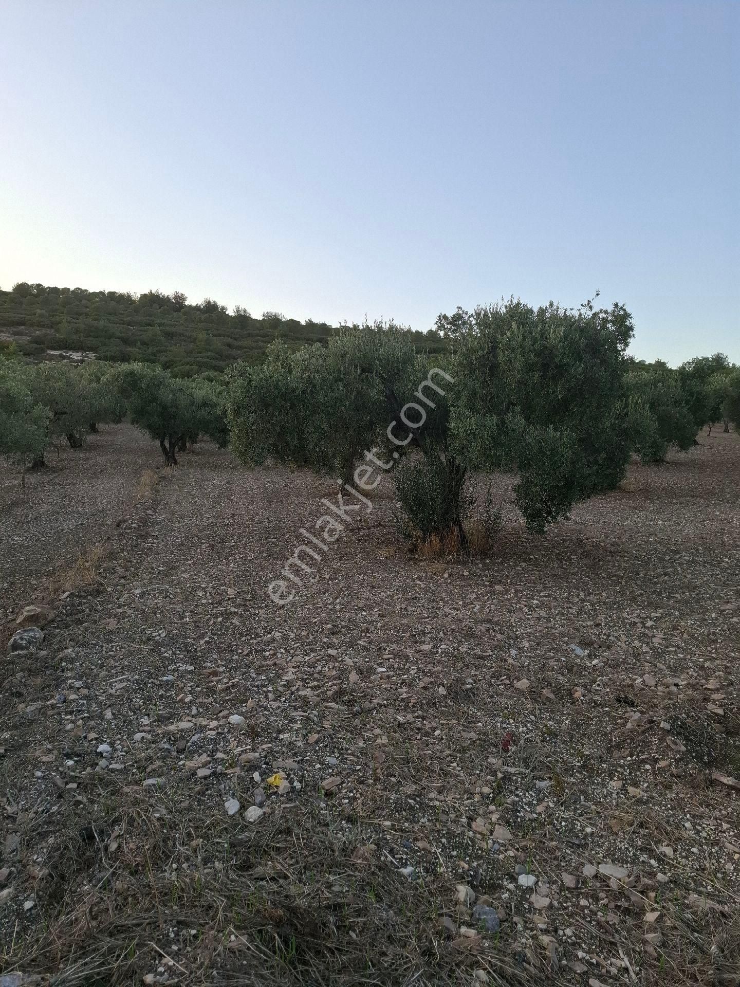 Foça Gerenköyde 1940 M2 Kupon Zeytinlik Acil Satılık - Görsel 29