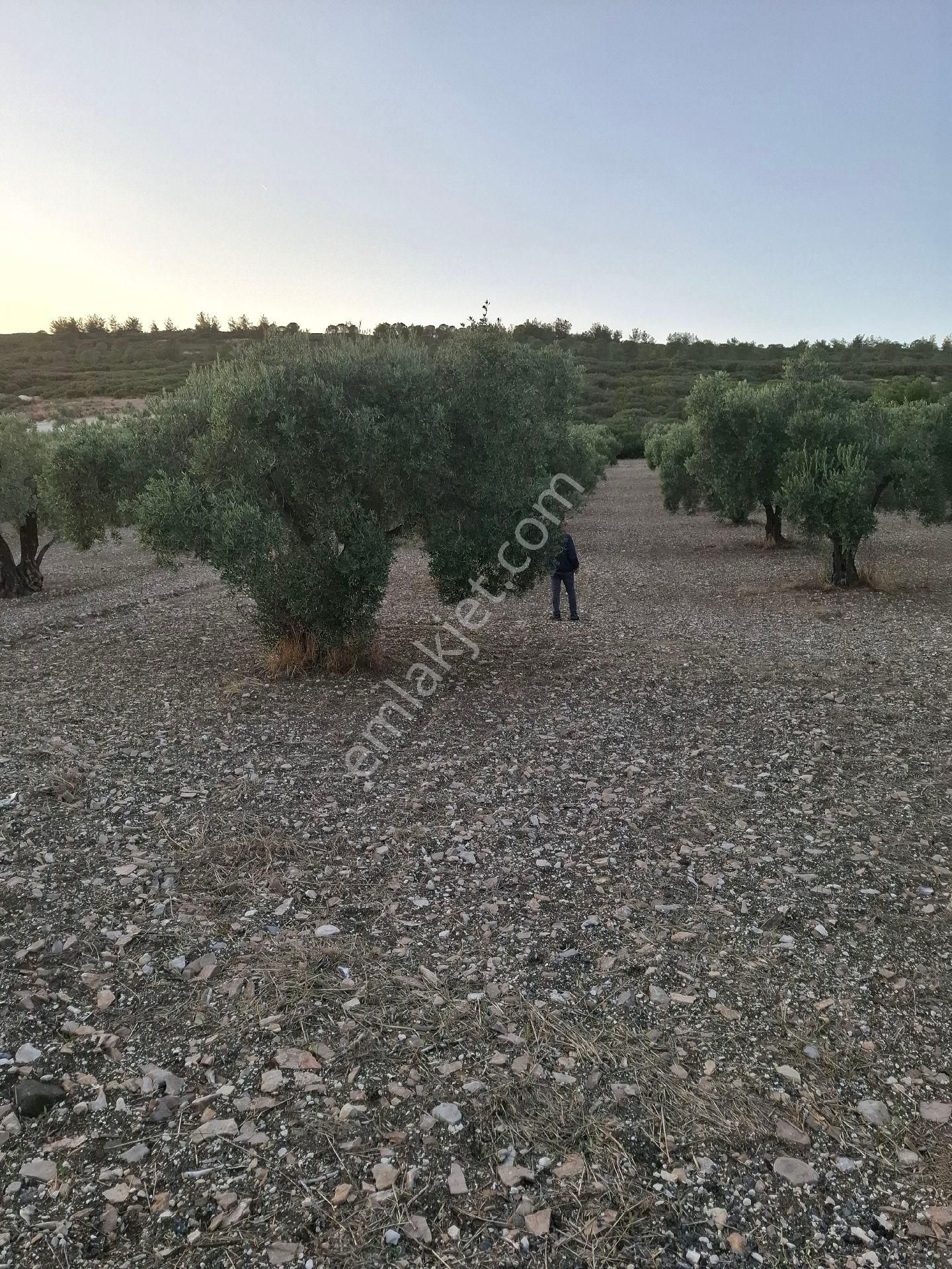 Foça Gerenköyde 1940 M2 Kupon Zeytinlik Acil Satılık - Görsel 30