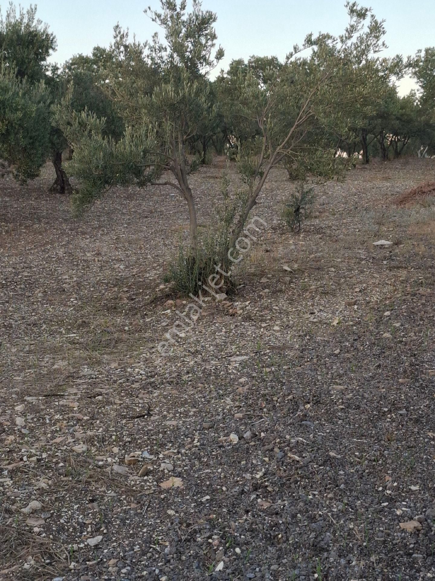 Foça Gerenköyde 1940 M2 Kupon Zeytinlik Acil Satılık - Görsel 12