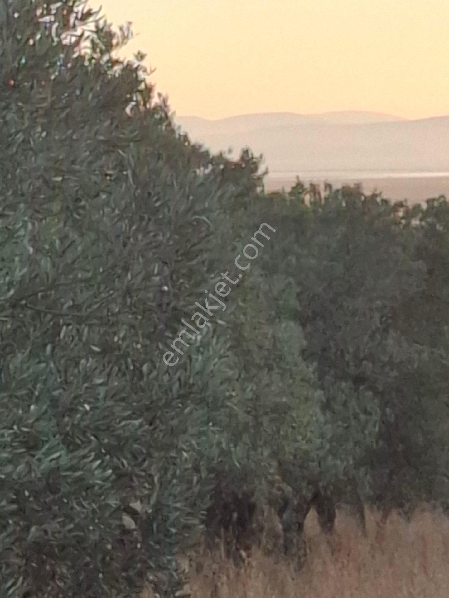 Foça Gerenköyde 1940 M2 Kupon Zeytinlik Acil Satılık