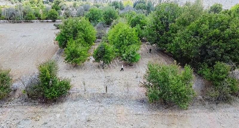 Toprak Dünyasından Çal Şapçılarda Mahalleye Yakın Üzüm Bağları - Görsel 20