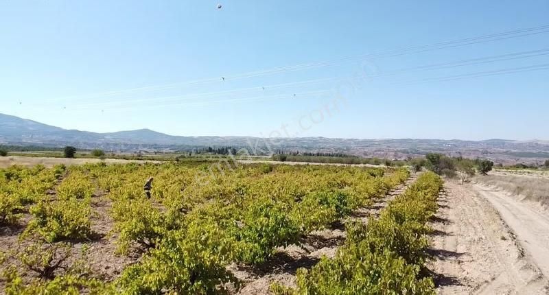 Toprak Dünyasından Çal Şapçılarda Mahalleye Yakın Üzüm Bağları - Görsel 17