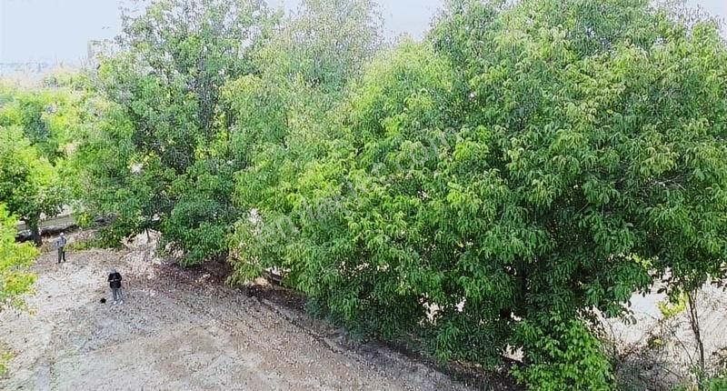 Toprak Dünyasından Çal Şapçılarda Mahalleye Yakın Üzüm Bağları - Görsel 11