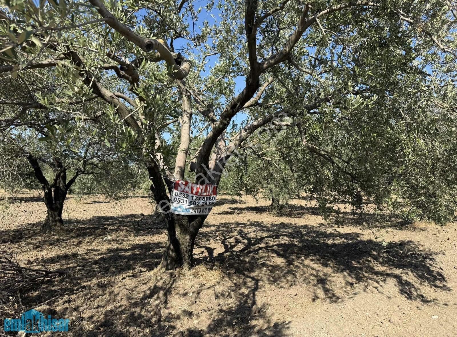 Akhisar Bünyanosmaniye'de Otoban Yanı Satılık 8185 M2 Zeytinlik - Görsel 2