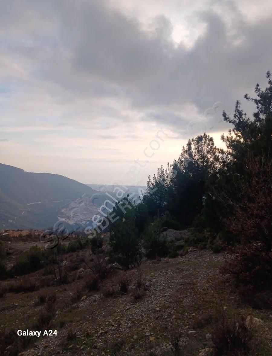 Alanya Badem Ağacı - Görsel 5