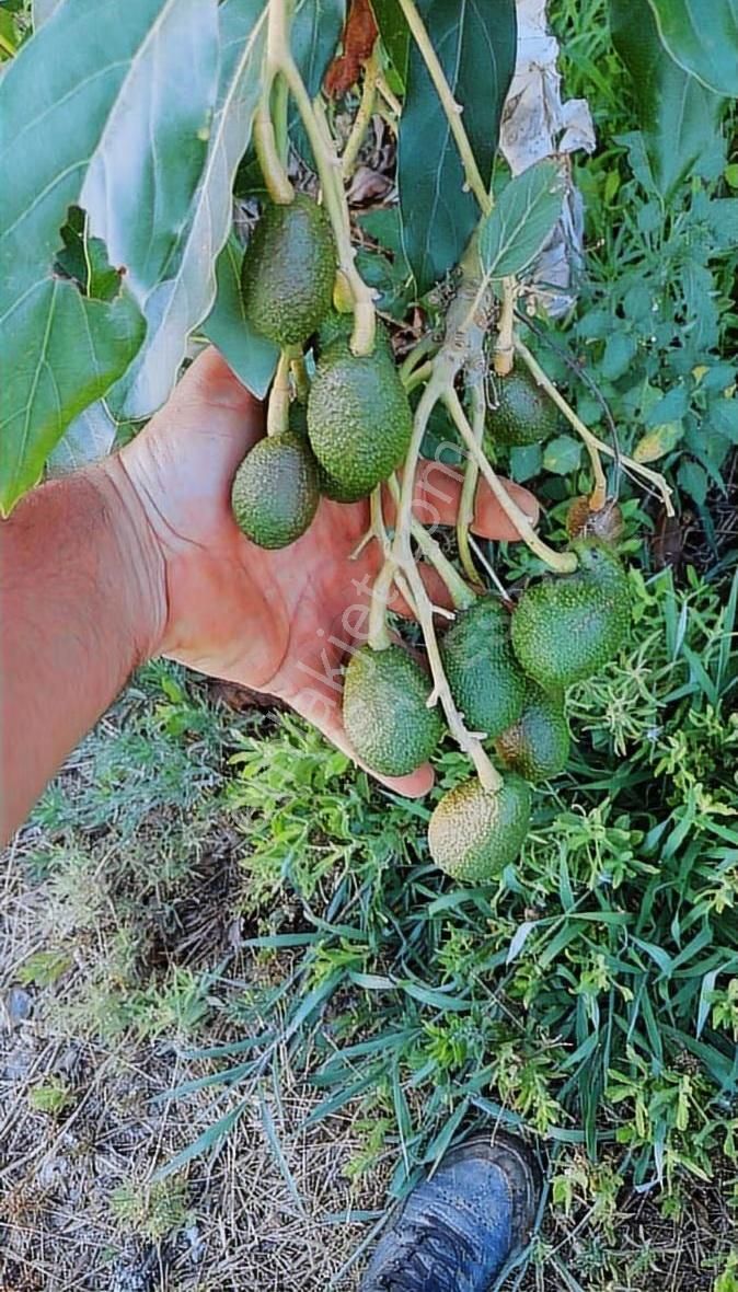 Yatırımlık Bahçe - Görsel 2