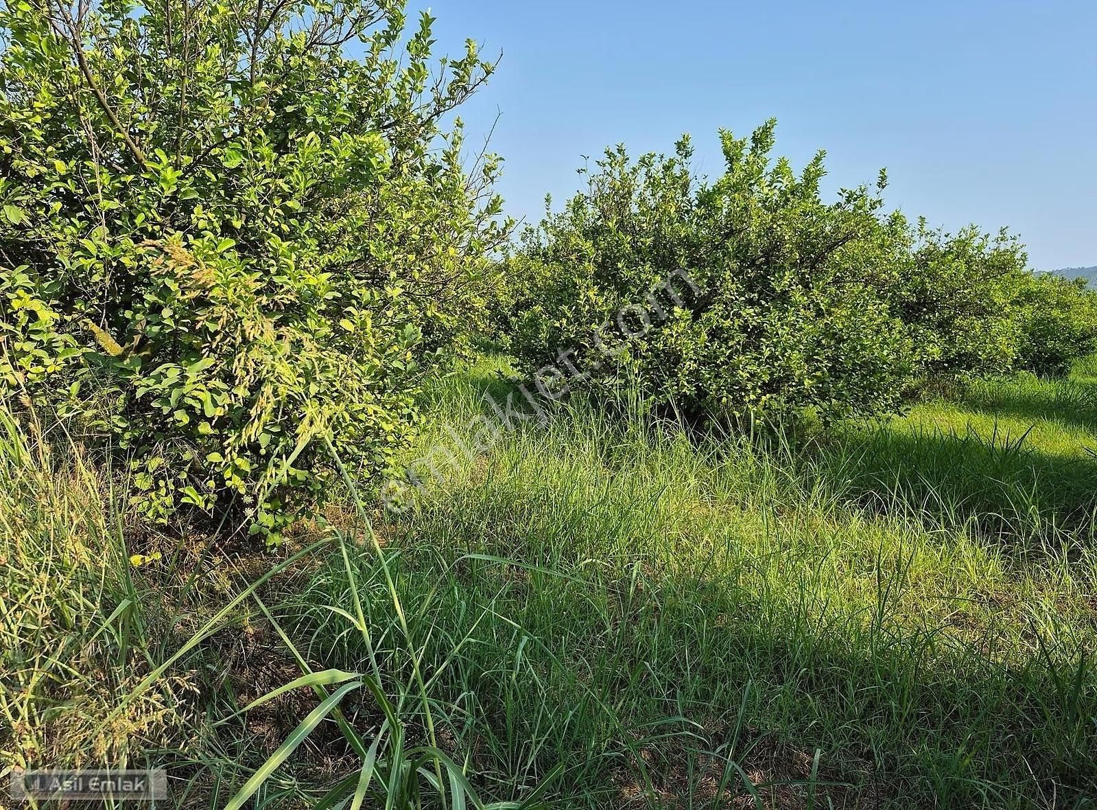 Asil Emlaktan Ortaca Akıncı Mah.de Satılık 3 Dönüm Tarla - Görsel 3