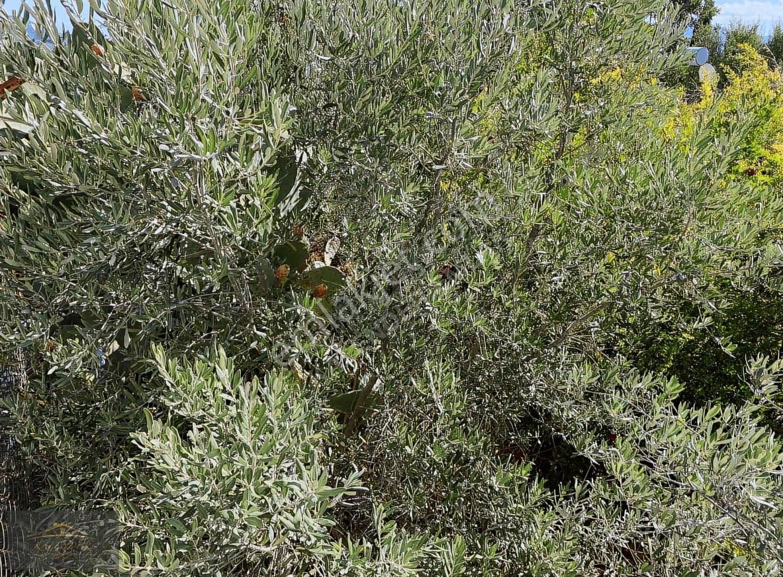 Kumluca Belen Mahallesinde 573m2 Satılık Arazi - Görsel 8