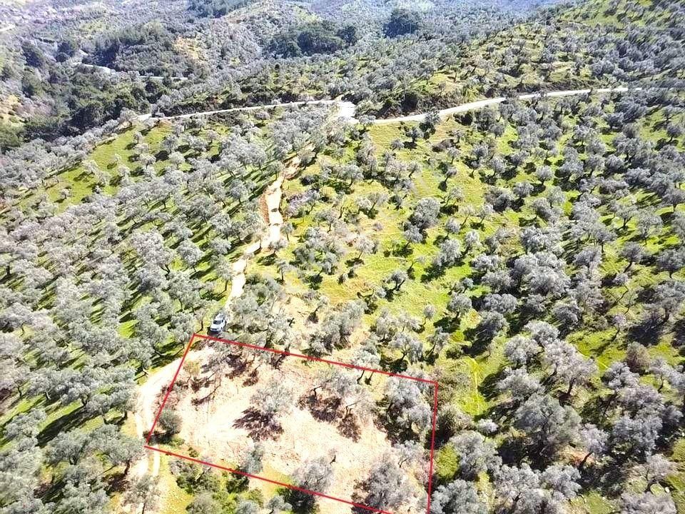 Bayındır Ve Ege Bölgesinin En Güzel Zeytinliği - Görsel 18