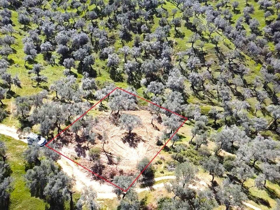 Bayındır Ve Ege Bölgesinin En Güzel Zeytinliği - Görsel 9