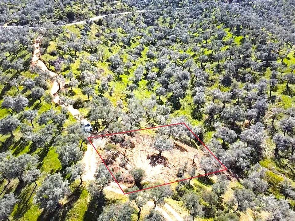 Bayındır Ve Ege Bölgesinin En Güzel Zeytinliği - Görsel 6