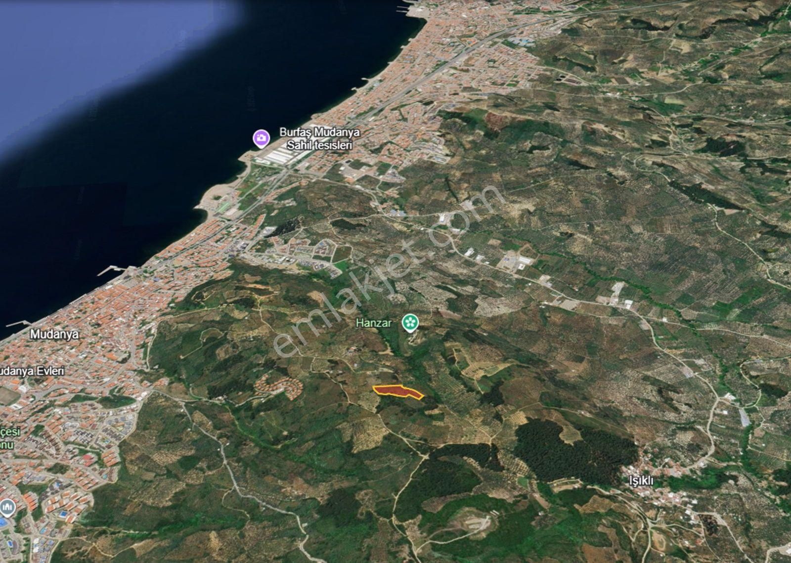 Mudanya Şükrüçavuş Da Deniz Manzaralı Satılık Zeytinlik - Görsel 12