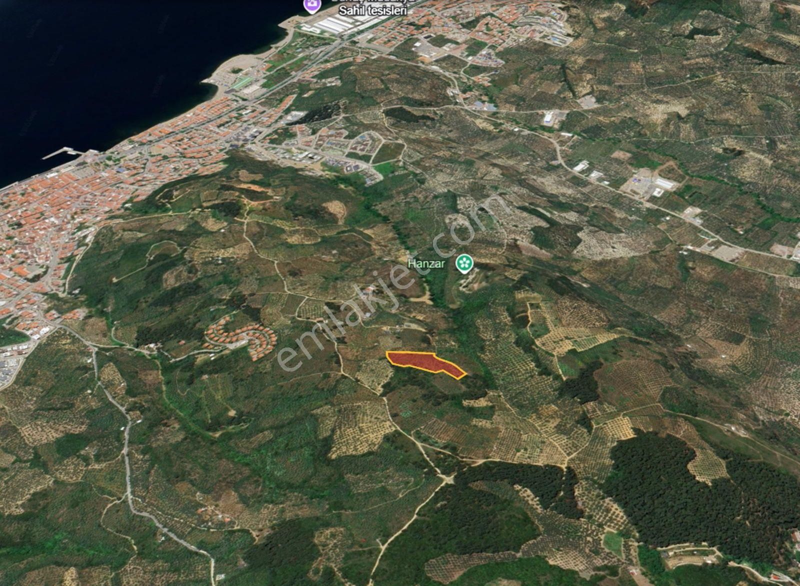 Mudanya Şükrüçavuş Da Deniz Manzaralı Satılık Zeytinlik - Görsel 6