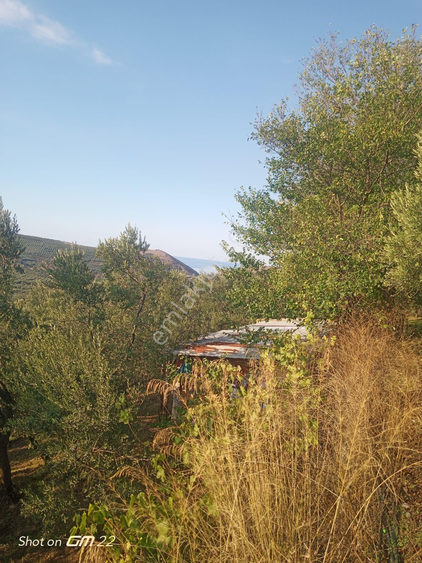 Mudanya Tirilye Yalıçiflik'te Şahane Manzaralı Zeytinlik.yola Cephe - Görsel 4
