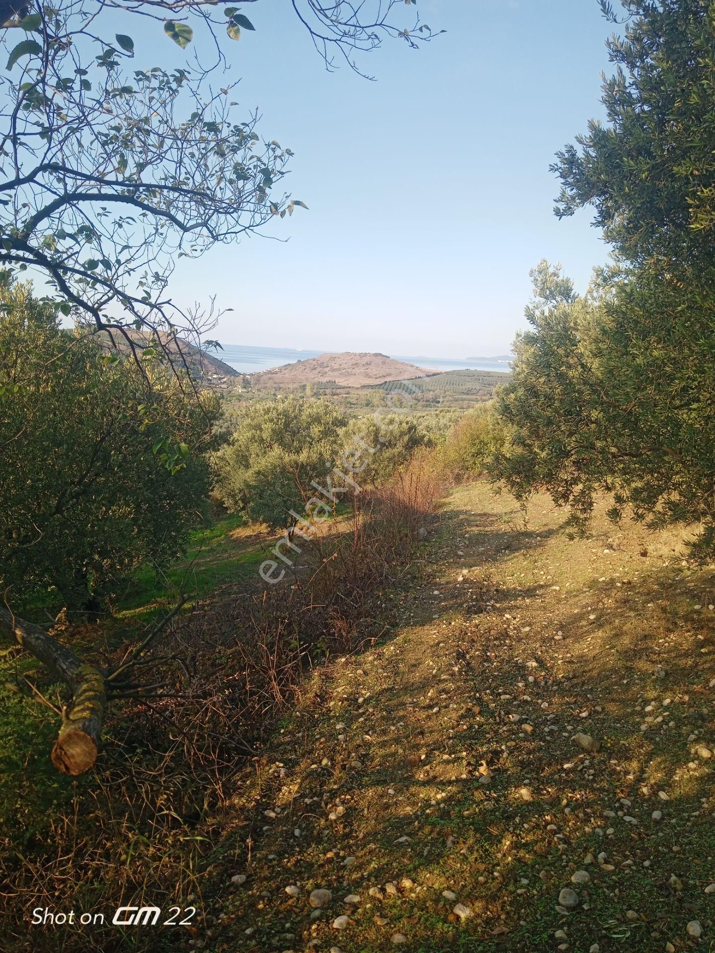 Mudanya Tirilye Yalıçiflik'te Şahane Manzaralı Zeytinlik.yola Cephe