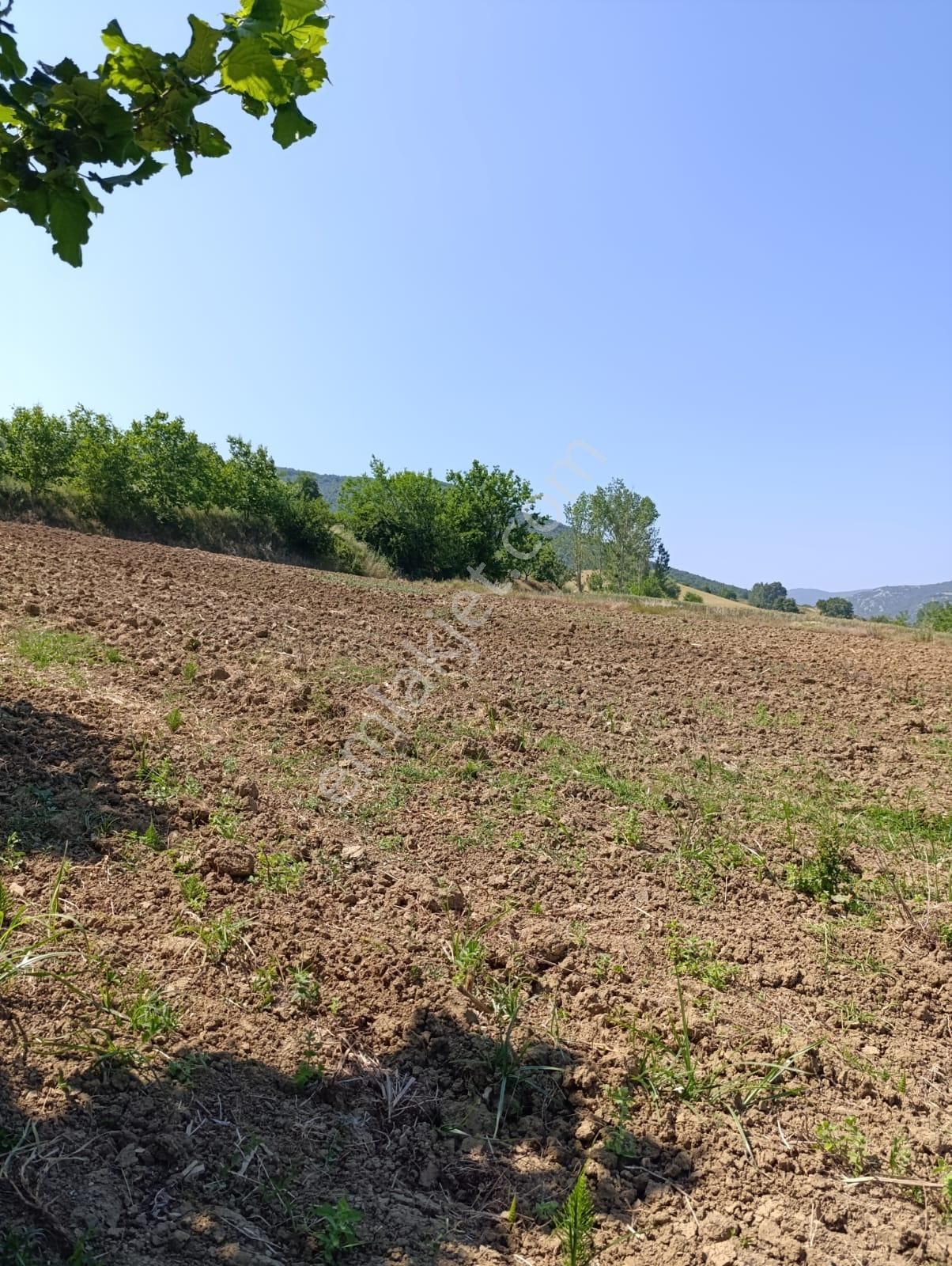 Bursa Yenişehir Fethiye Satılık 3000m2 Tarla