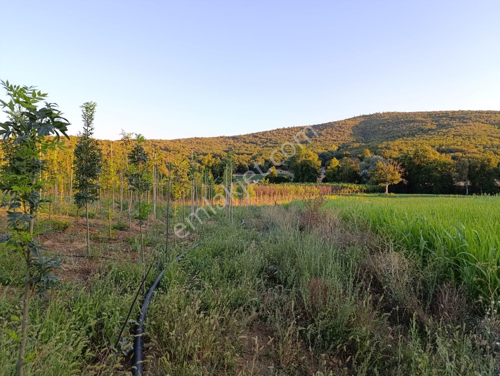 Bursa Yenişehir Fethiye Satılık 3000m2 Tarla - Görsel 3