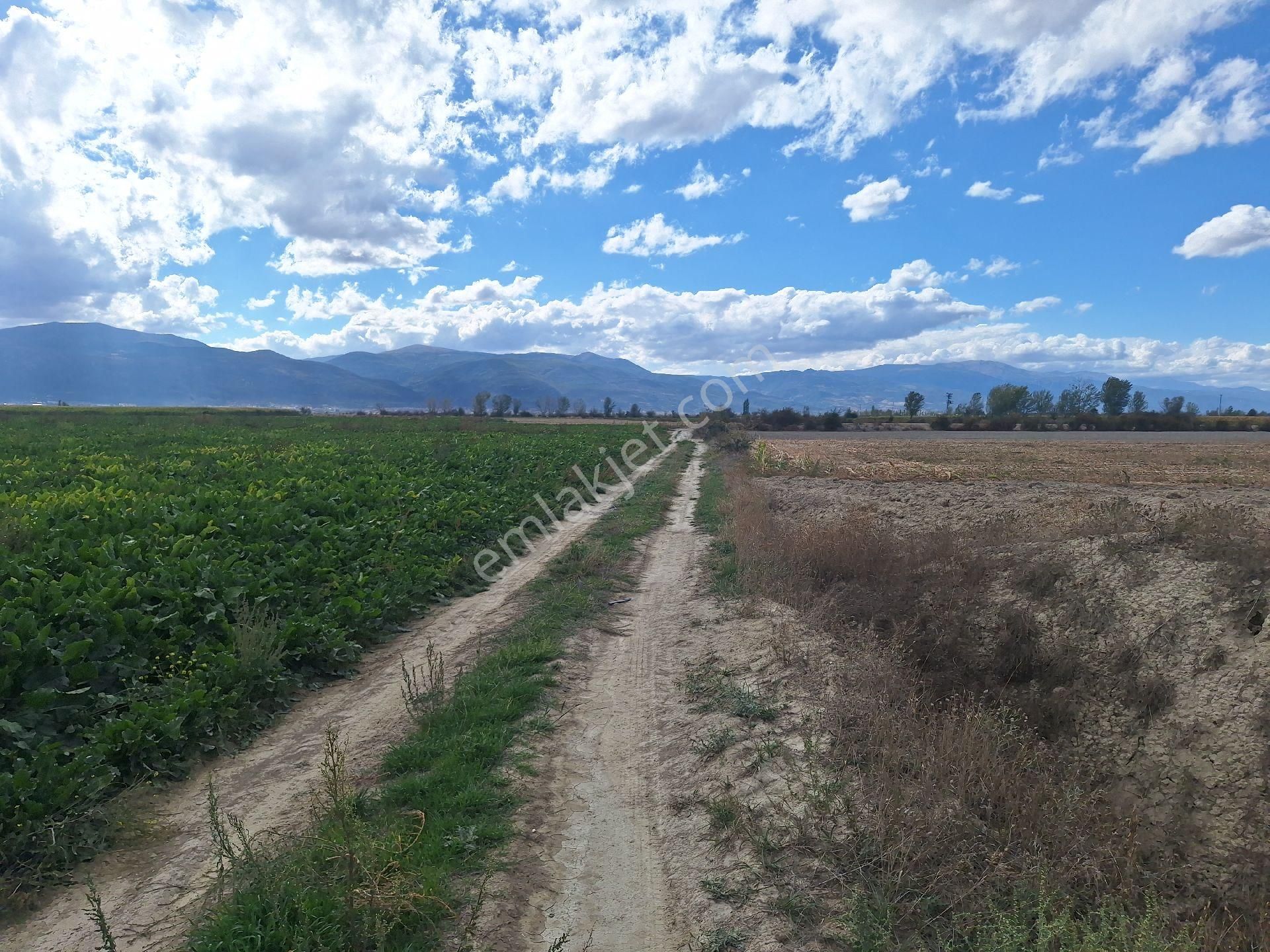 Dağlı Emlaktan Sögütlü