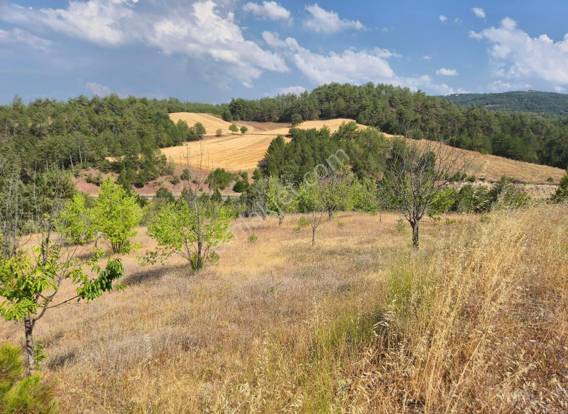 Realty World'dan Taraklı Pirler'de 9443m2 Kiraz Dikili Tarla - Görsel 11