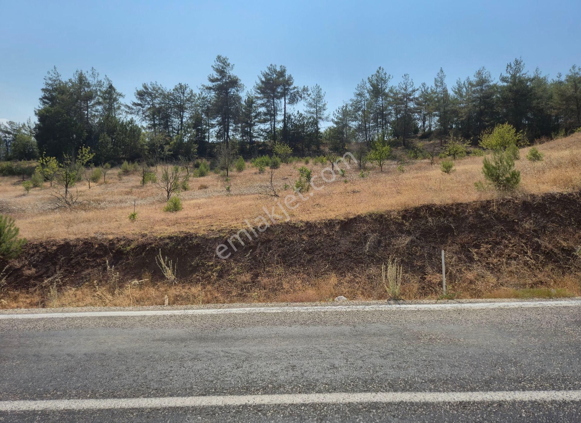 Realty World'dan Taraklı Pirler'de 9443m2 Kiraz Dikili Tarla