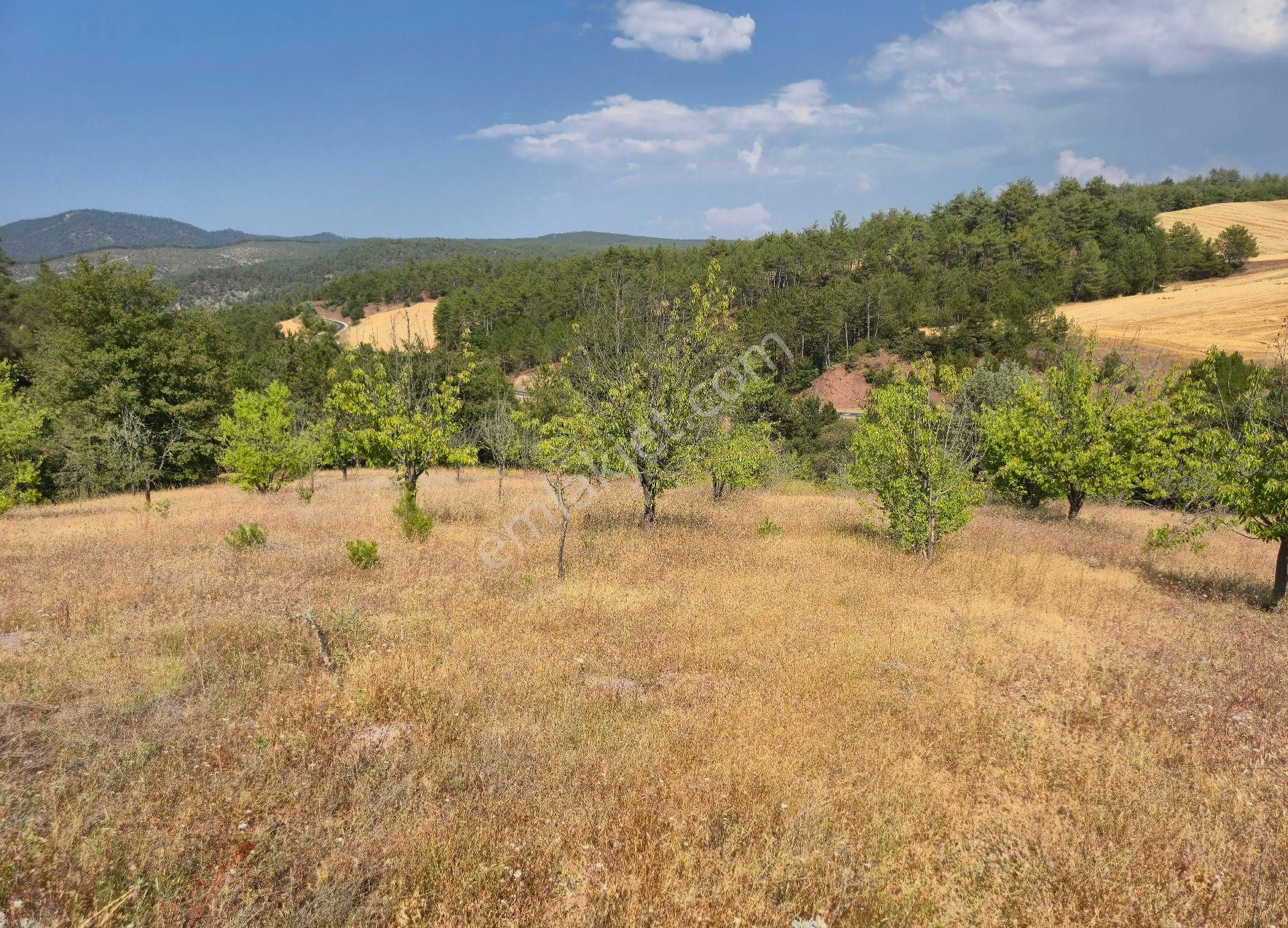 Realty World'dan Taraklı Pirler'de 9443m2 Kiraz Dikili Tarla - Görsel 10