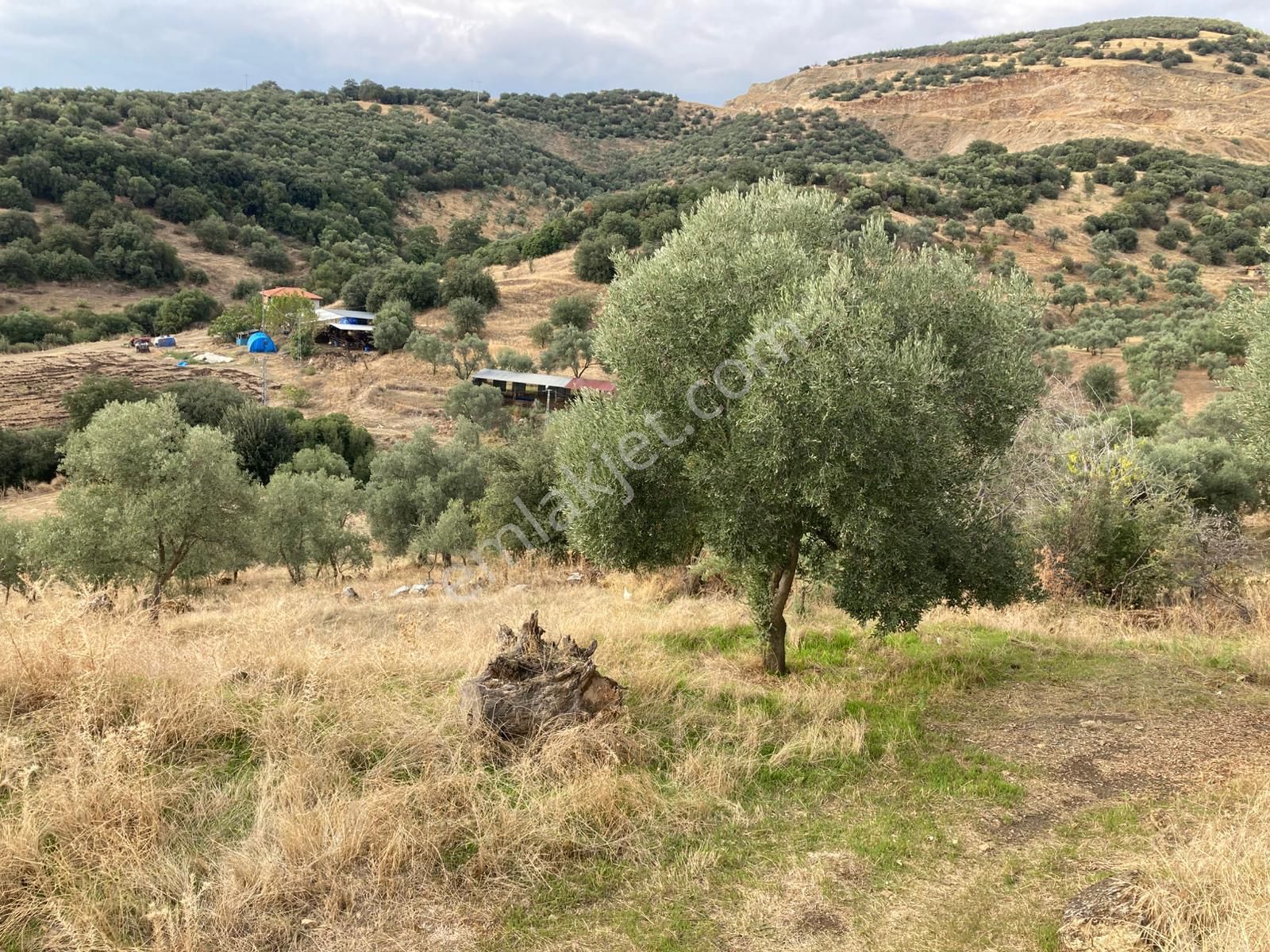 Beydağ Müstakil Köyevi Ve Zeytinlik 2406 M2 - Görsel 5