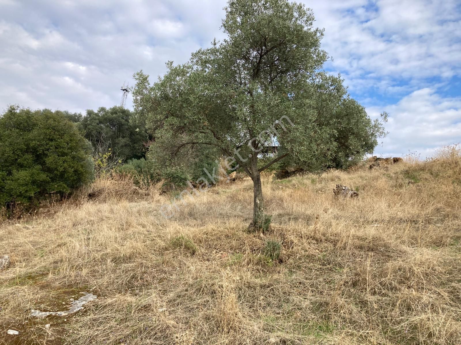 Beydağ Müstakil Köyevi Ve Zeytinlik 2406 M2 - Görsel 23