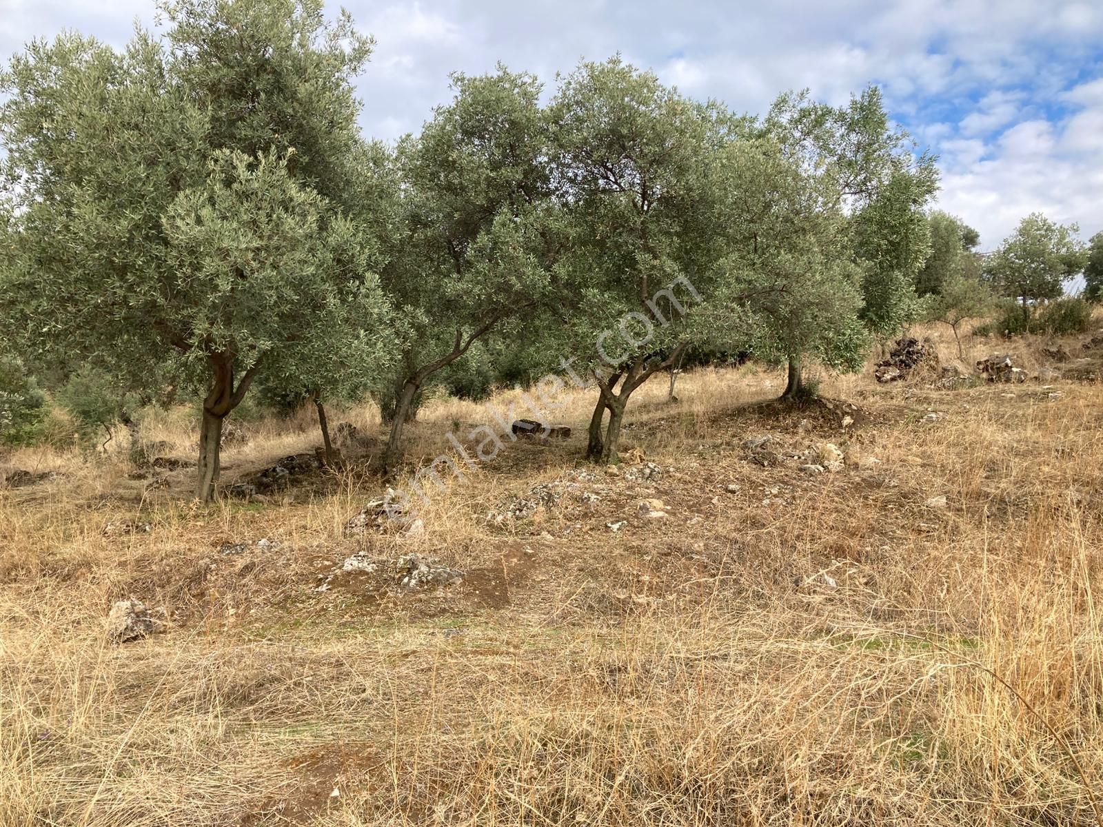 Beydağ Müstakil Köyevi Ve Zeytinlik 2406 M2 - Görsel 7