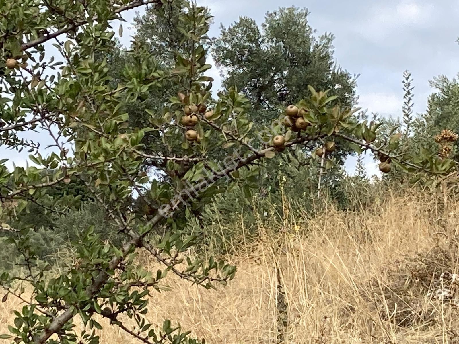 Beydağ Müstakil Köyevi Ve Zeytinlik 2406 M2 - Görsel 25