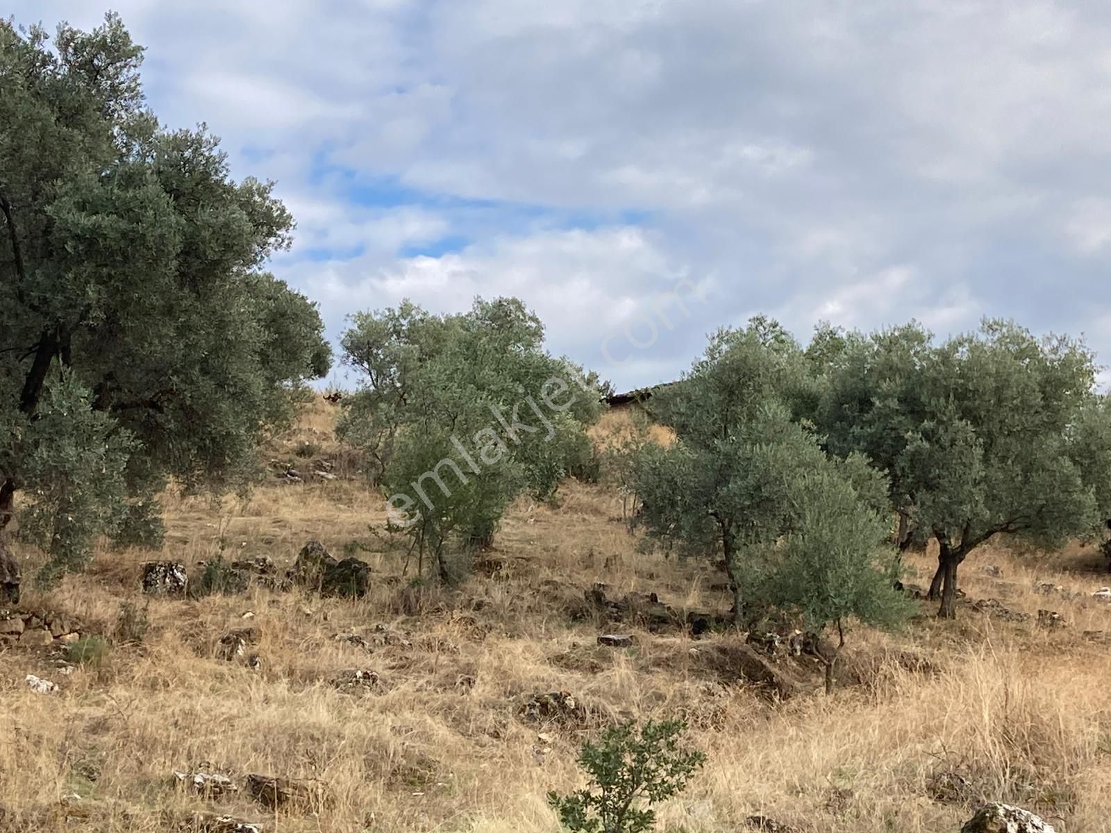 Beydağ Müstakil Köyevi Ve Zeytinlik 2406 M2 - Görsel 6