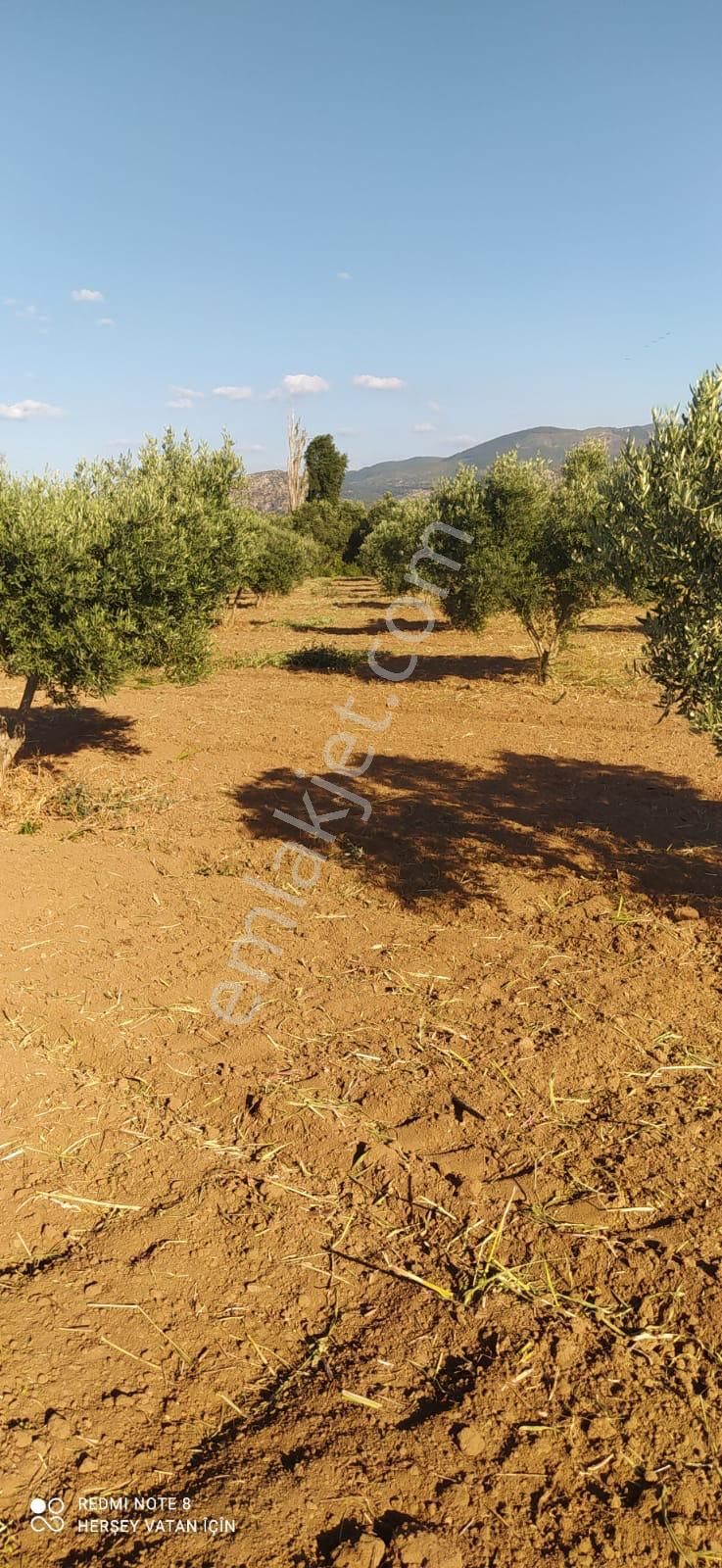 Pak Yapı'dan Satılık Zeytinlik 7 Dönüm - Görsel 4