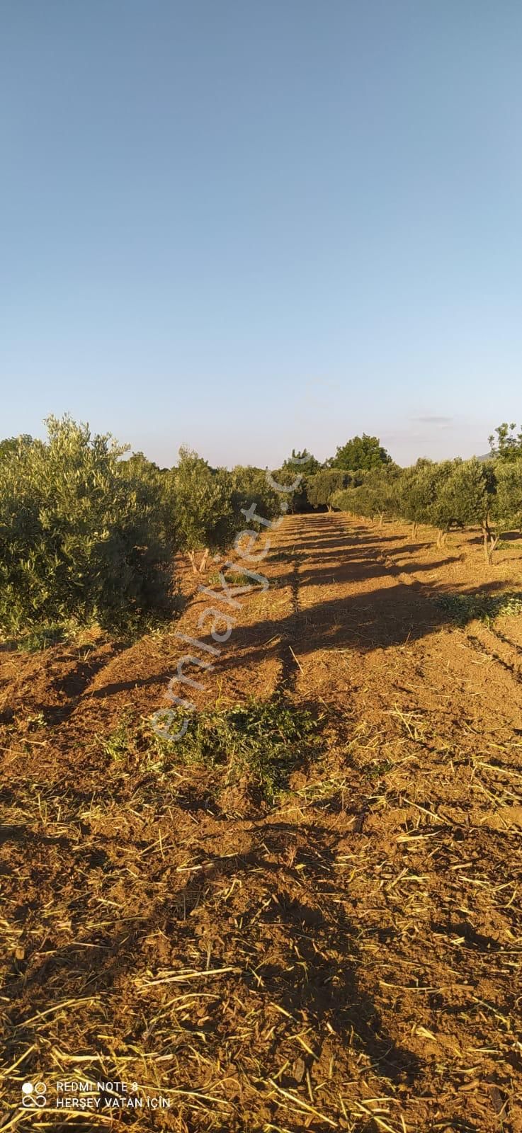 Pak Yapı'dan Satılık Zeytinlik 7 Dönüm