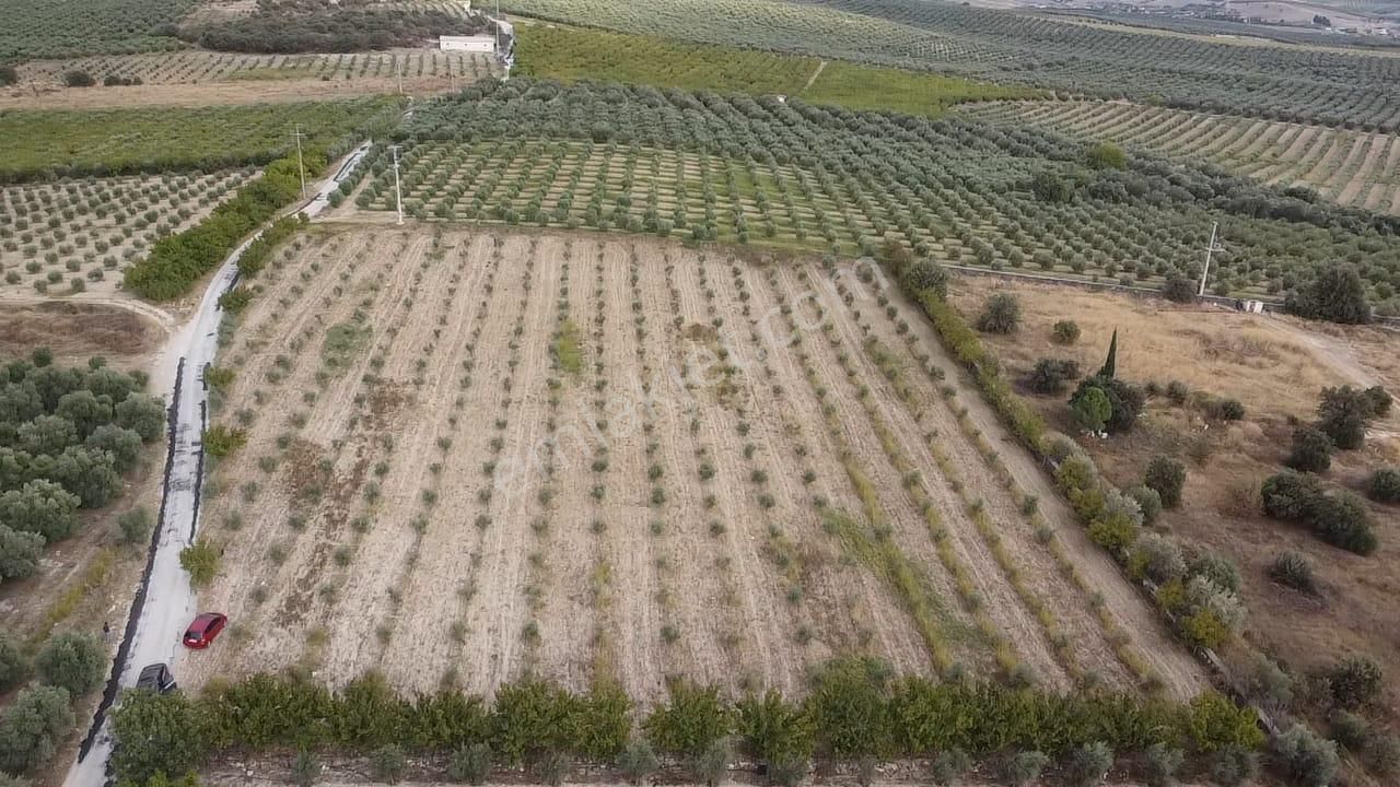 Adala'da 9.983 M2 Satılık Zeytinlik - Görsel 15