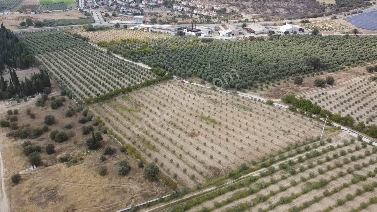 Adala'da 9.983 M2 Satılık Zeytinlik - Görsel 3