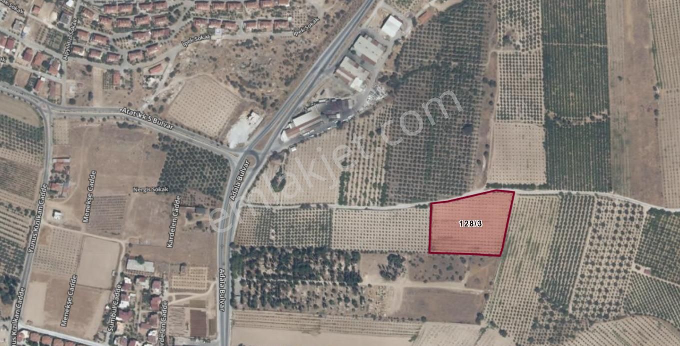 Adala'da 9.983 M2 Satılık Zeytinlik - Görsel 11