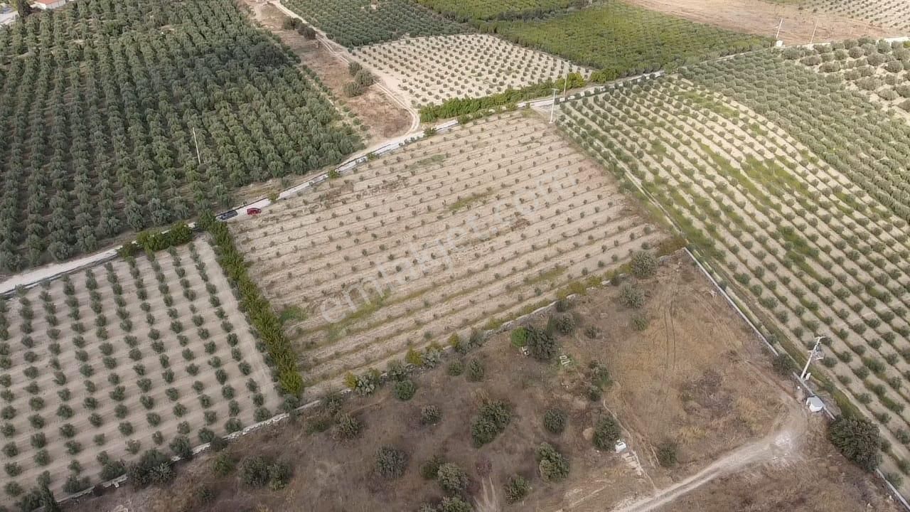 Adala'da 9.983 M2 Satılık Zeytinlik - Görsel 6