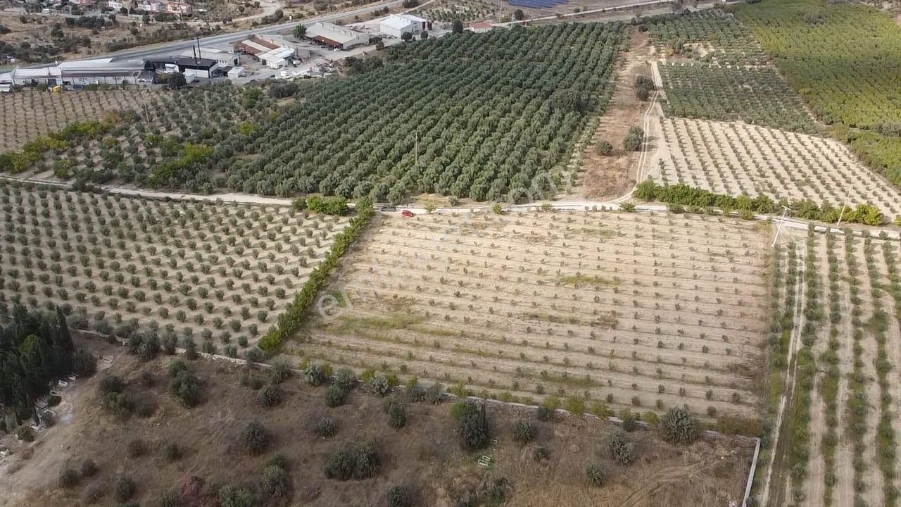 Adala'da 9.983 M2 Satılık Zeytinlik - Görsel 16