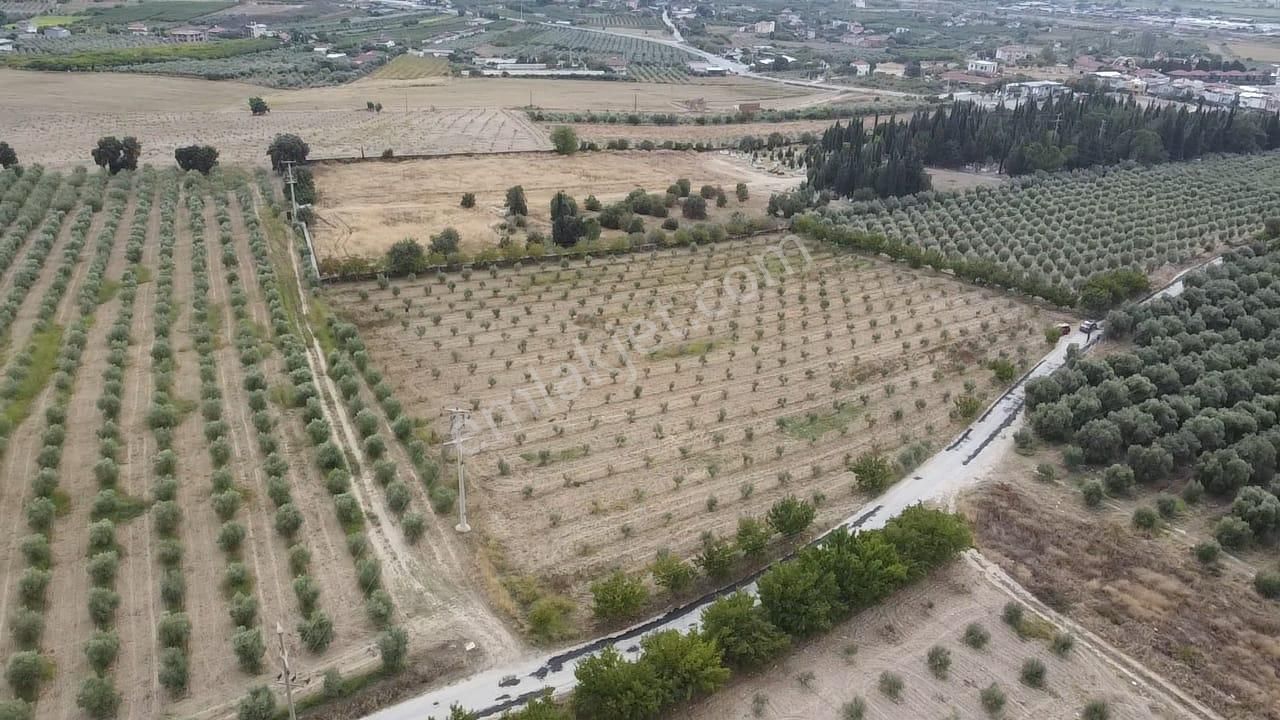 Adala'da 9.983 M2 Satılık Zeytinlik - Görsel 2