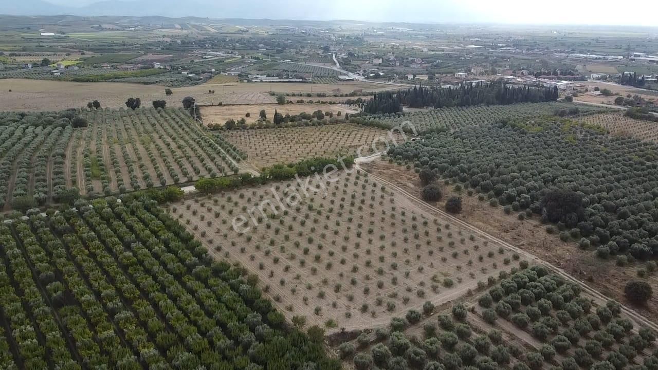 Adala'da 9.983 M2 Satılık Zeytinlik - Görsel 4