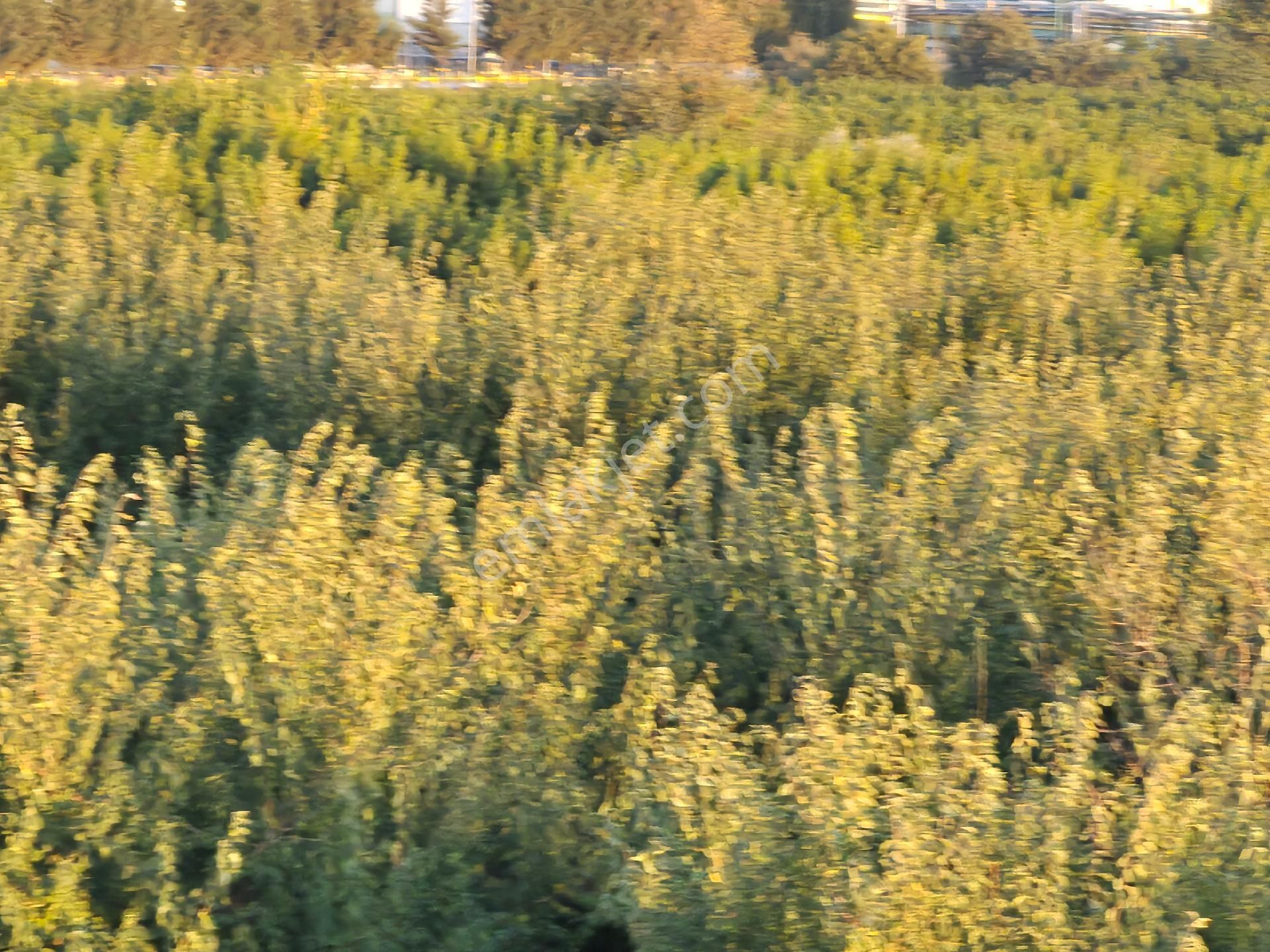 Orhangazi Gemiç'te Büyük Bir Arazim Olsun Diyenlere Tam Aradıkları Satılık Arazi - Görsel 17