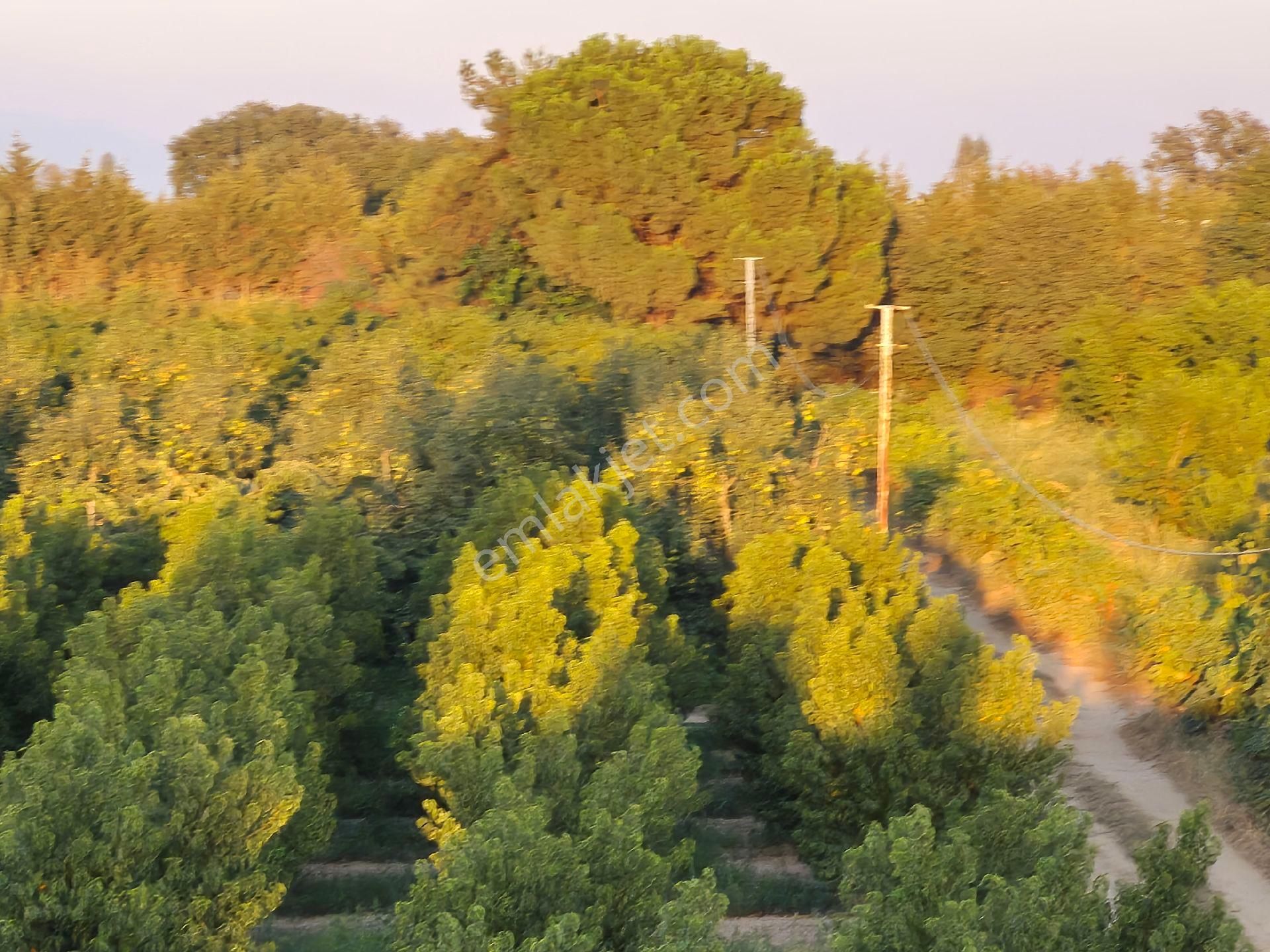 Orhangazi Gemiç'te Büyük Bir Arazim Olsun Diyenlere Tam Aradıkları Satılık Arazi - Görsel 18