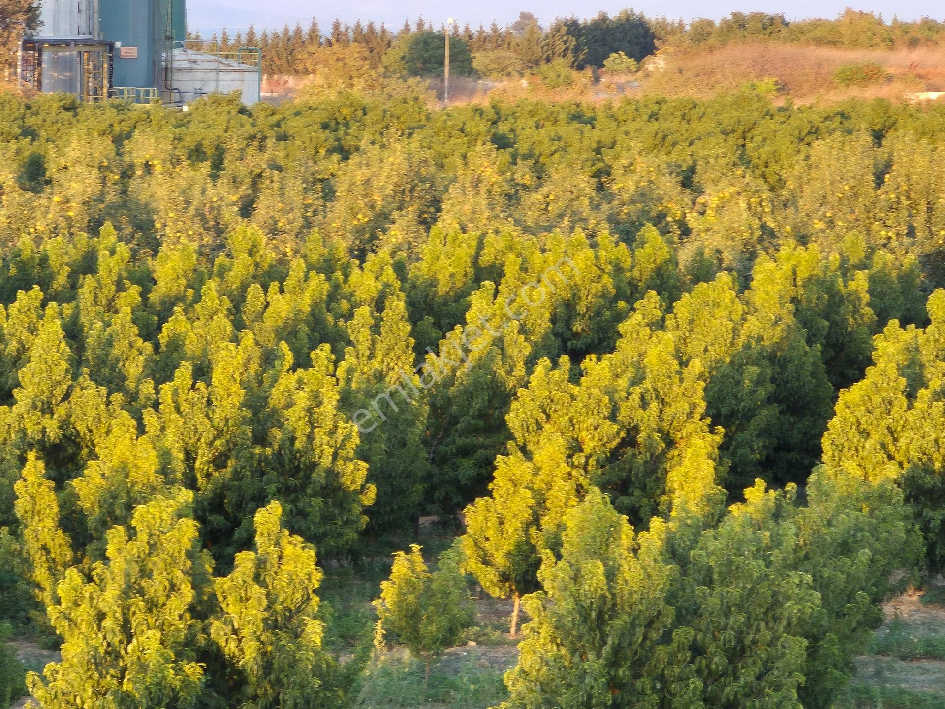 Orhangazi Gemiç'te Büyük Bir Arazim Olsun Diyenlere Tam Aradıkları Satılık Arazi - Görsel 5