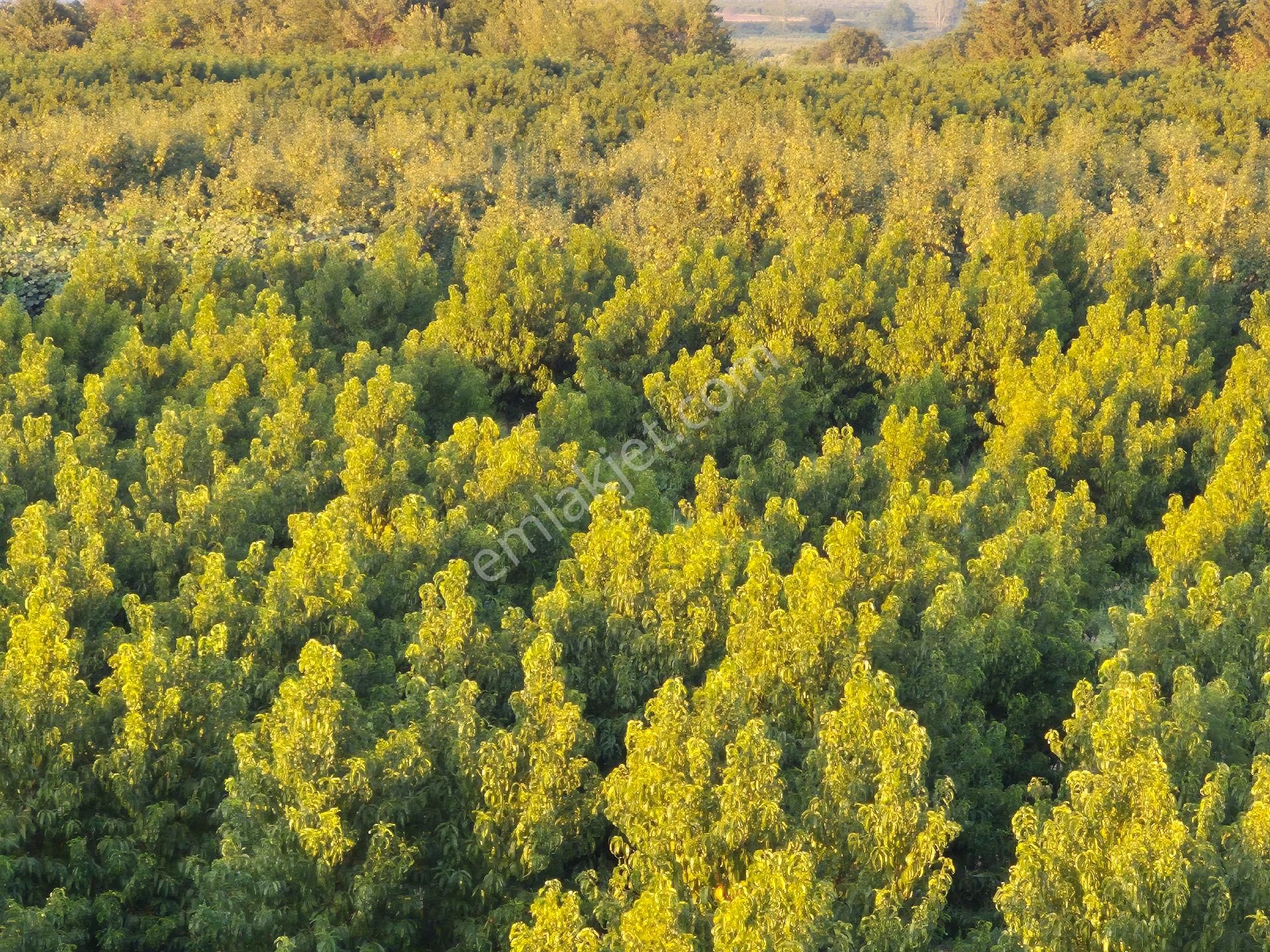 Orhangazi Gemiç'te Büyük Bir Arazim Olsun Diyenlere Tam Aradıkları Satılık Arazi - Görsel 6