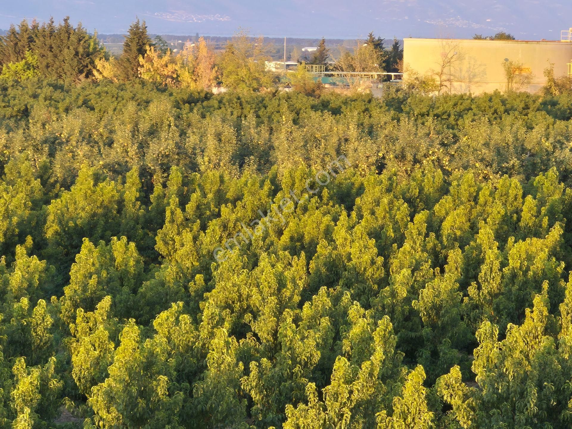 Orhangazi Gemiç'te Büyük Bir Arazim Olsun Diyenlere Tam Aradıkları Satılık Arazi