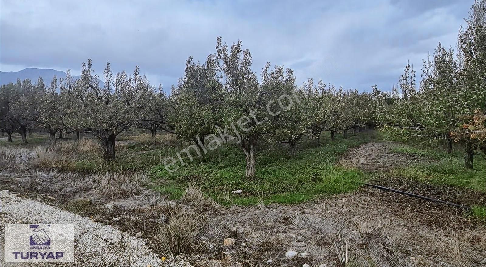 Antalya Elmalı Akçay -armutlu Yoluna Sıfır Satılık 4500 M2 Bahçe - Görsel 7
