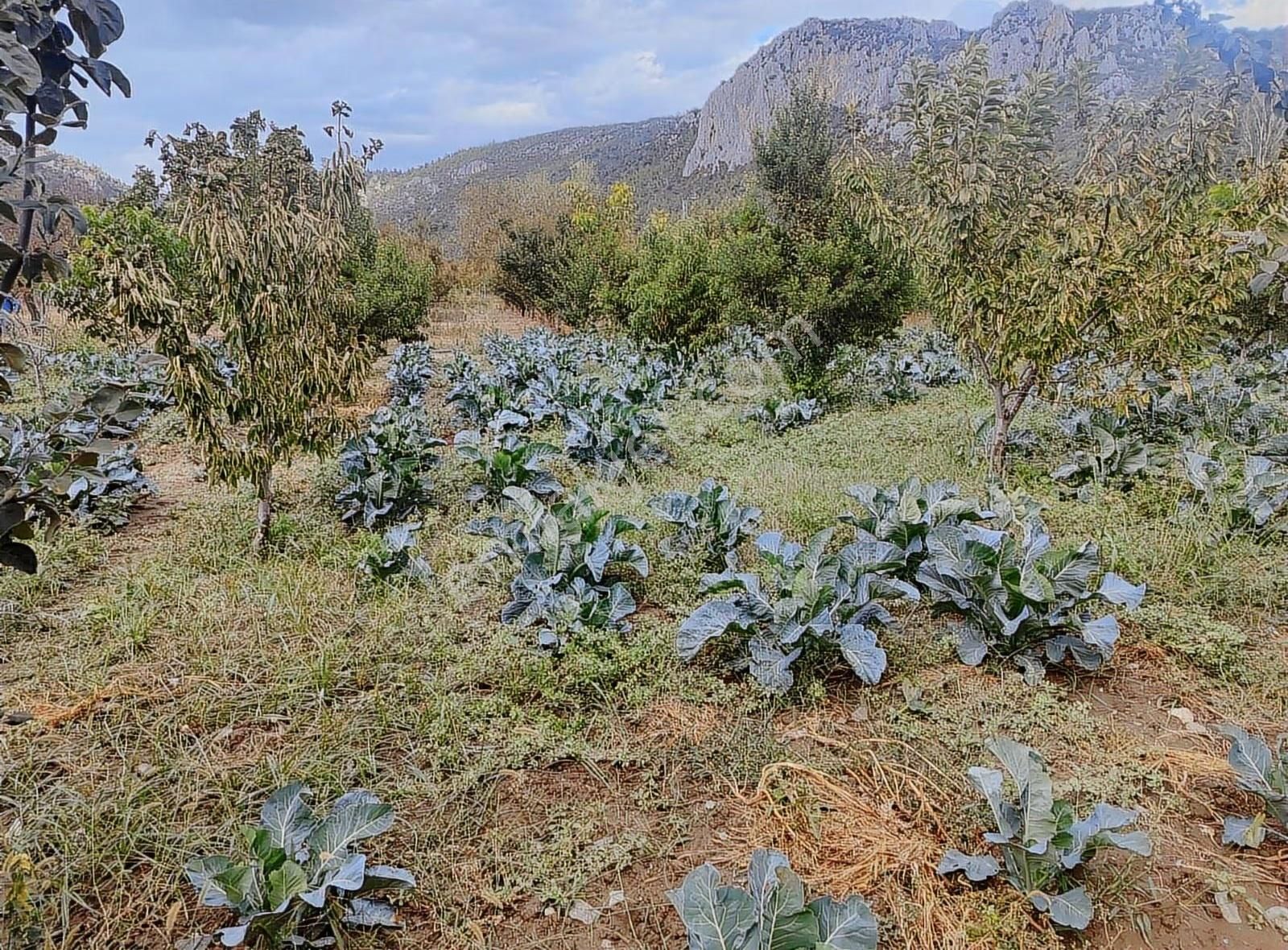 Kestel Narlıdere De Yola Cephe Satılık Meyve Bahçesi - Görsel 2